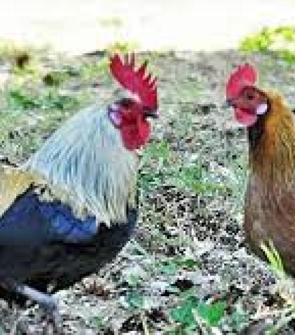 poulet