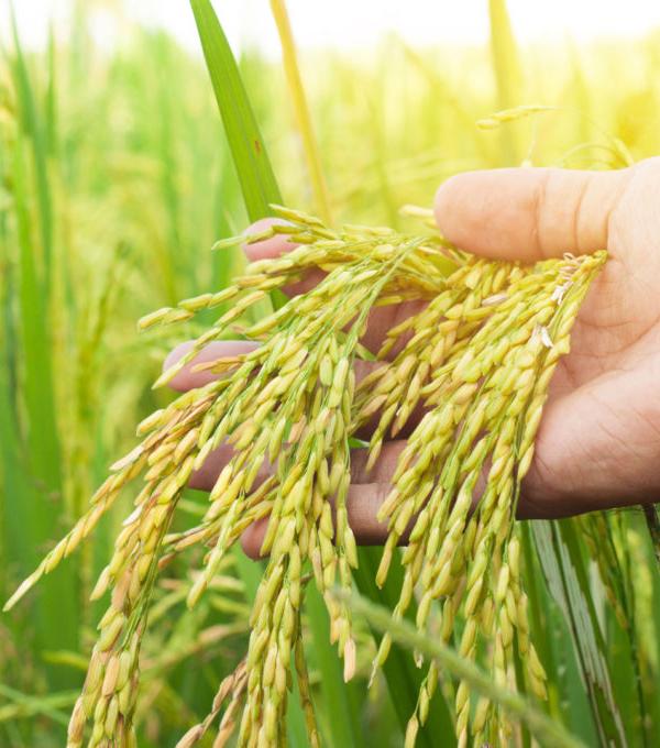 riz
