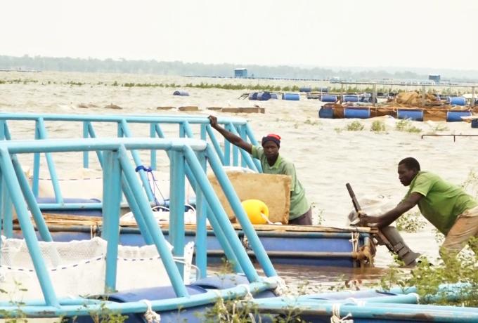 implantation des cages flottantes dans le barrage de Samendéni